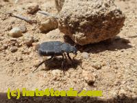 /home//u458753944/public_html/sourcegallery/////////////////////Insects and small critters/beetles (Coleoptera)/P4260173.JPG